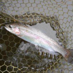 大安トラウトレイク 釣果